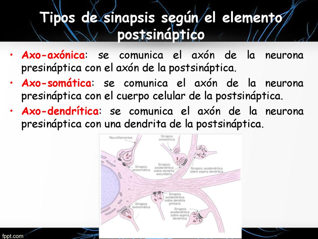 Tipos de sinapsis según el elemento postsináptico