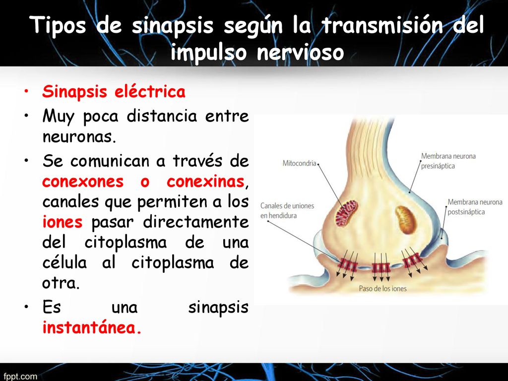 Tipos de sinapsis según la transmisión del impulso nervioso