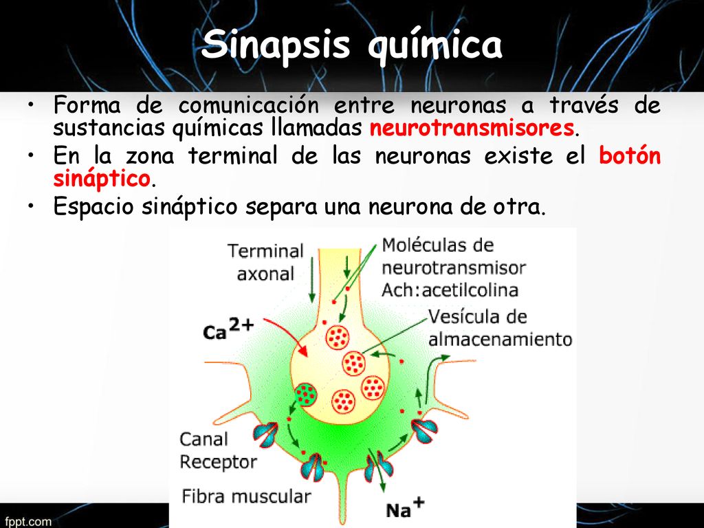 Sinapsis química Forma de comunicación entre neuronas a través de sustancias químicas llamadas neurotransmisores.