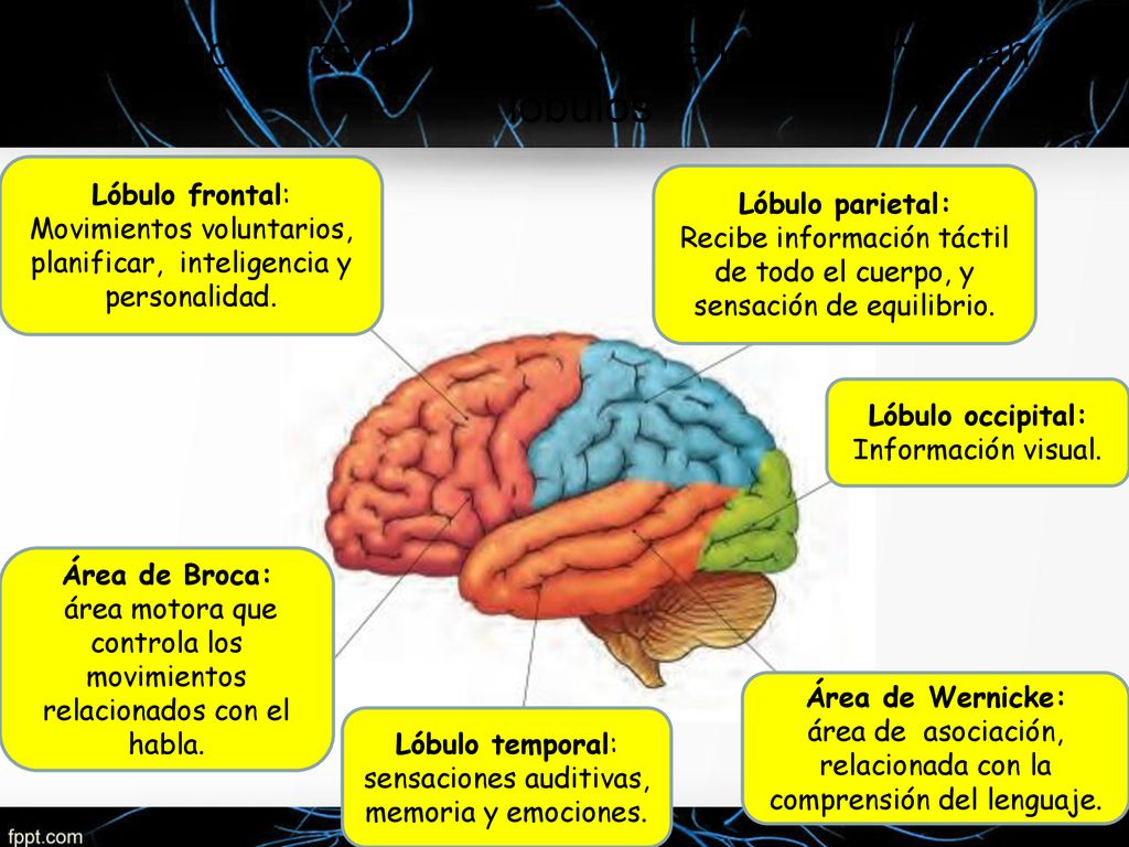 En la corteza de cada hemisferio se identifican 4 lóbulos