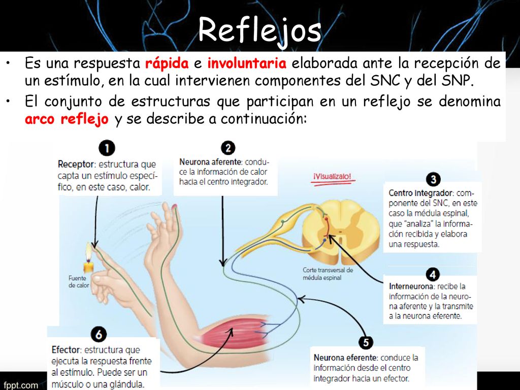 Reflejos Es una respuesta rápida e involuntaria elaborada ante la recepción de un estímulo, en la cual intervienen componentes del SNC y del SNP.