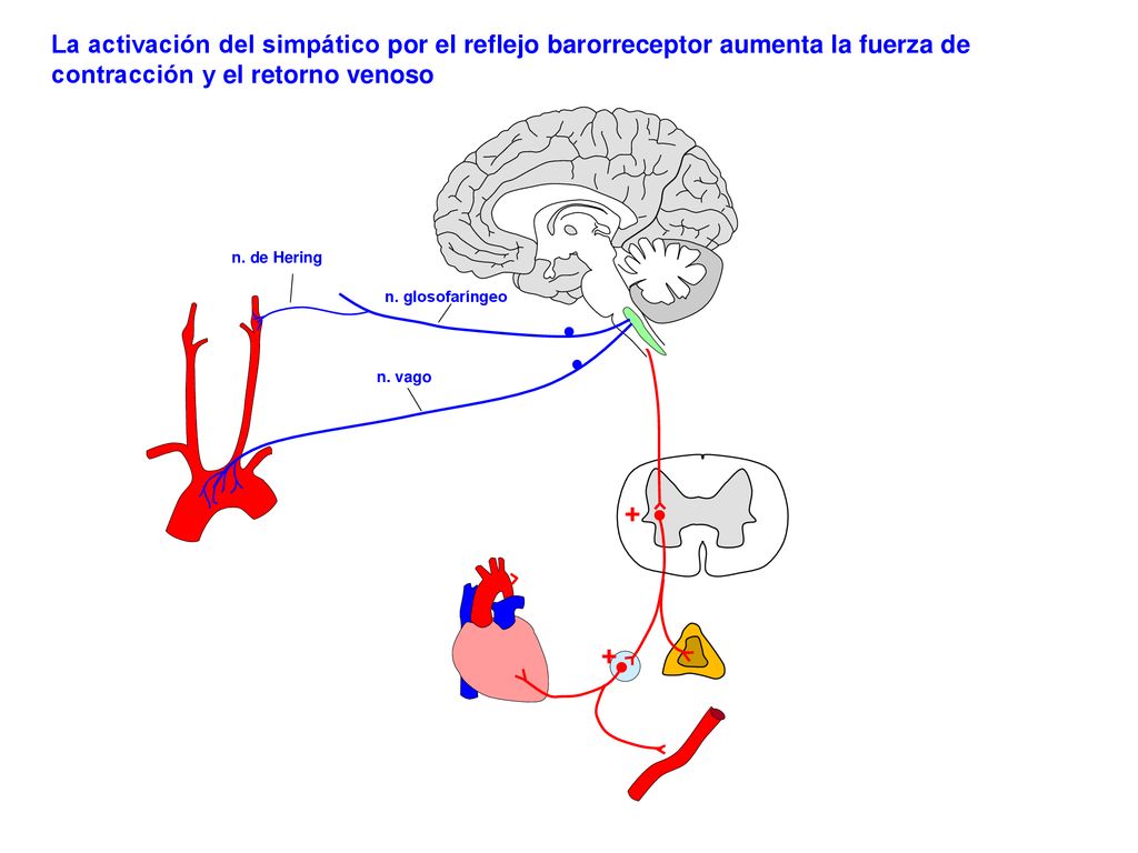 La activación del simpático por el reflejo barorreceptor aumenta la fuerza de contracción y el retorno venoso