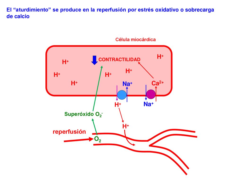 H+ H+ H+ H+ H+ H+ Na+ Ca2+ H+ Na+ H+ reperfusión O2