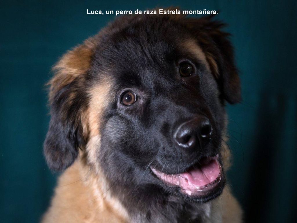 Dewi, una perra de 8 meses de la raza Springer Galés.