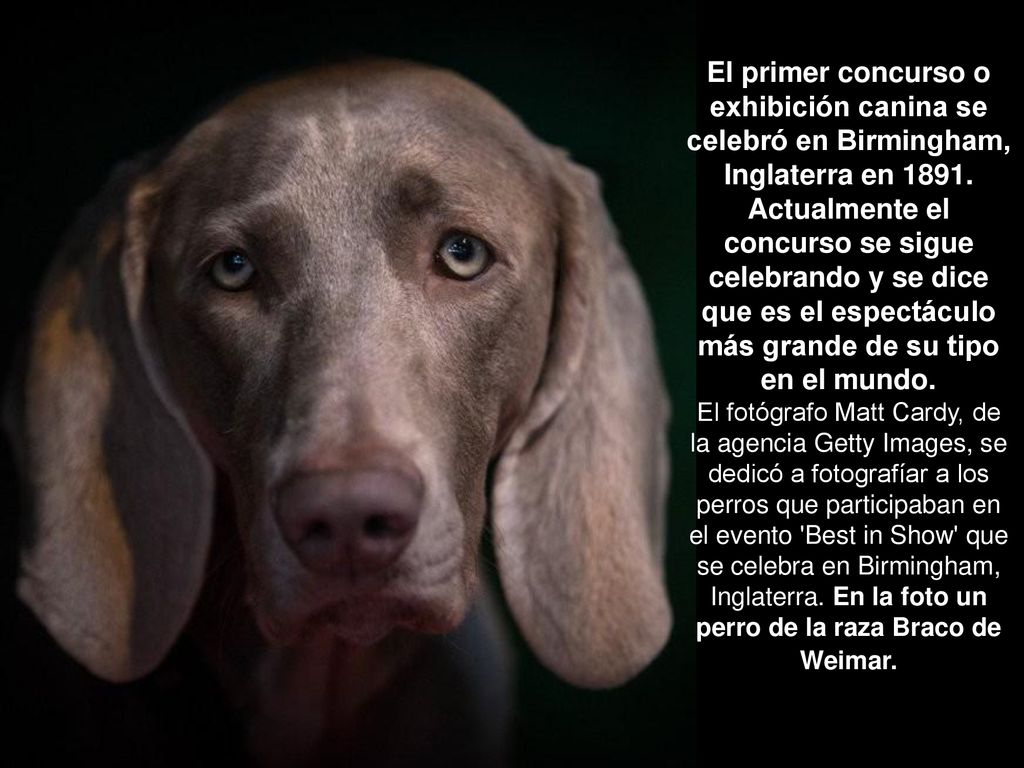 El primer concurso o exhibición canina se celebró en Birmingham, Inglaterra en Actualmente el concurso se sigue celebrando y se dice que es el espectáculo más grande de su tipo en el mundo.