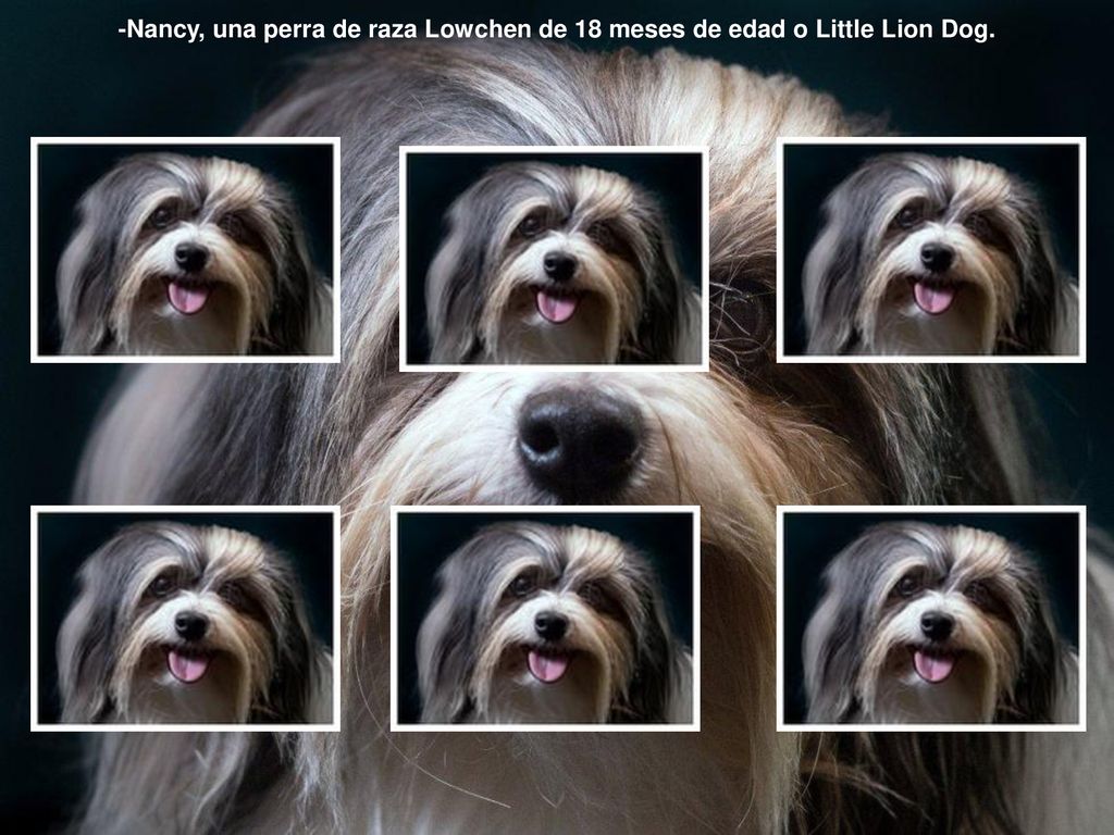 -Nancy, una perra de raza Lowchen de 18 meses de edad o Little Lion Dog.