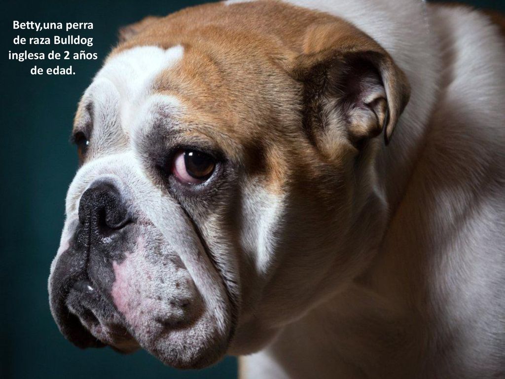 Betty,una perra de raza Bulldog inglesa de 2 años de edad.