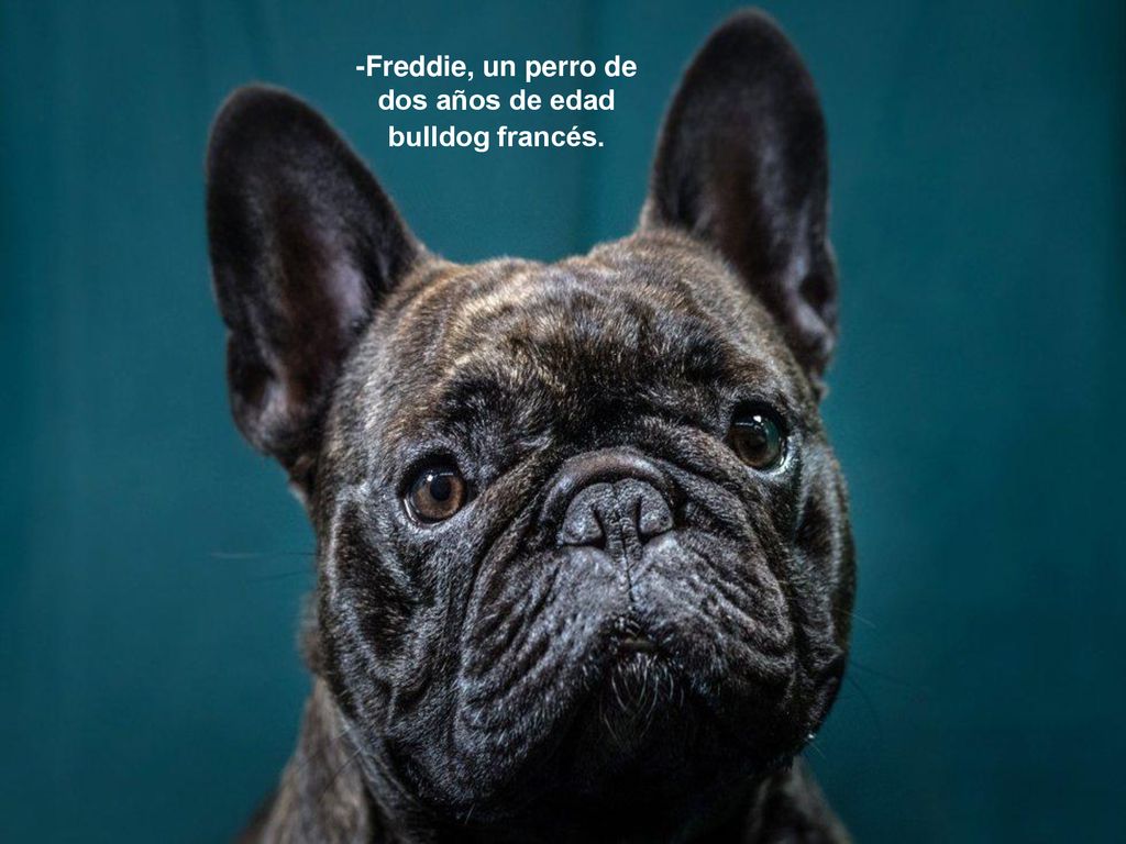 -Freddie, un perro de dos años de edad bulldog francés.