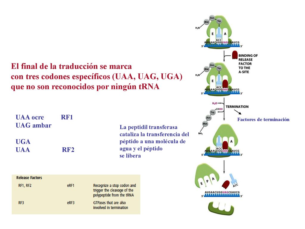 El final de la traducción se marca