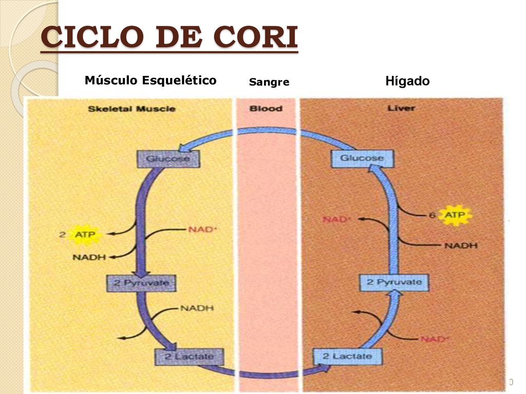 CICLO DE CORI Músculo Esquelético Sangre Hígado 2/23/2009