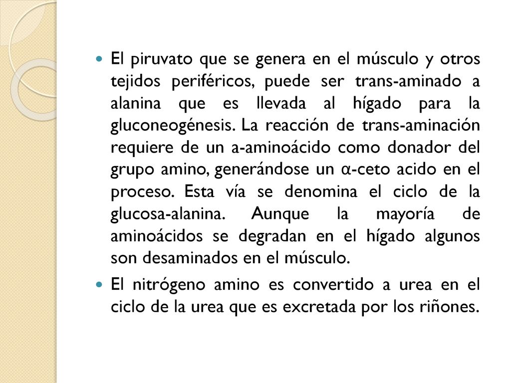 El piruvato que se genera en el músculo y otros tejidos periféricos, puede ser trans-aminado a alanina que es llevada al hígado para la gluconeogénesis. La reacción de trans-aminación requiere de un a-aminoácido como donador del grupo amino, generándose un α-ceto acido en el proceso. Esta vía se denomina el ciclo de la glucosa-alanina. Aunque la mayoría de aminoácidos se degradan en el hígado algunos son desaminados en el músculo.