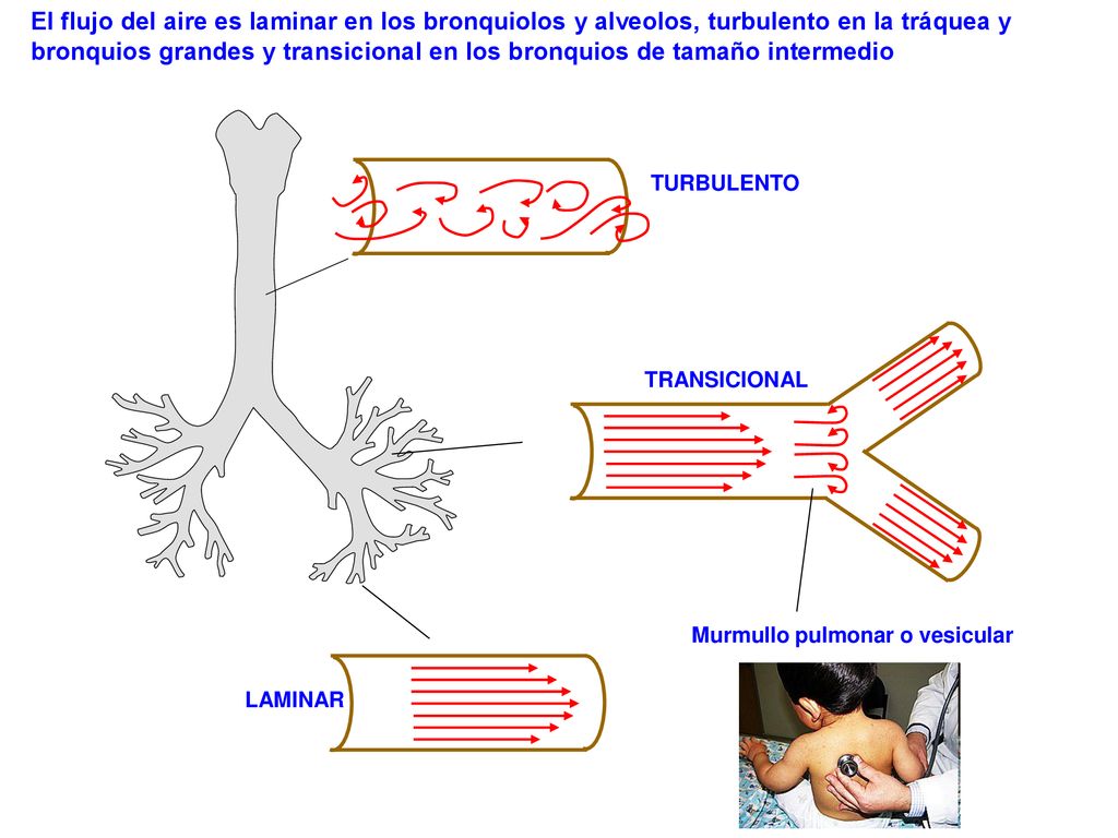El flujo del aire es laminar en los bronquiolos y alveolos, turbulento en la tráquea y bronquios grandes y transicional en los bronquios de tamaño intermedio