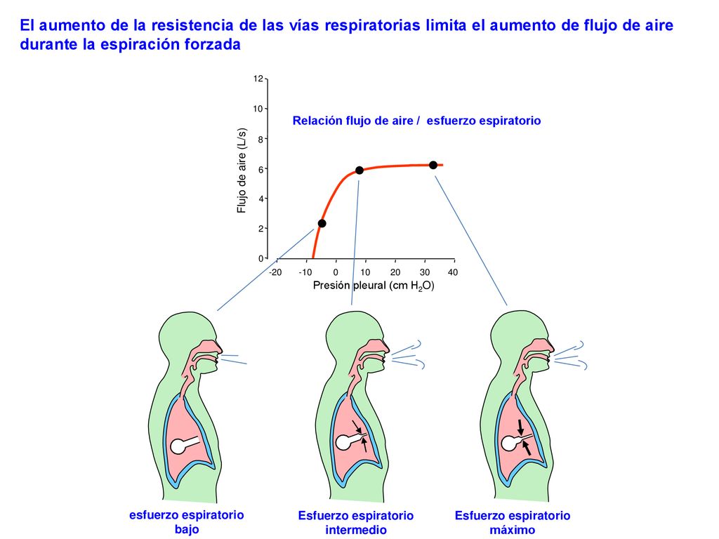 El aumento de la resistencia de las vías respiratorias limita el aumento de flujo de aire durante la espiración forzada