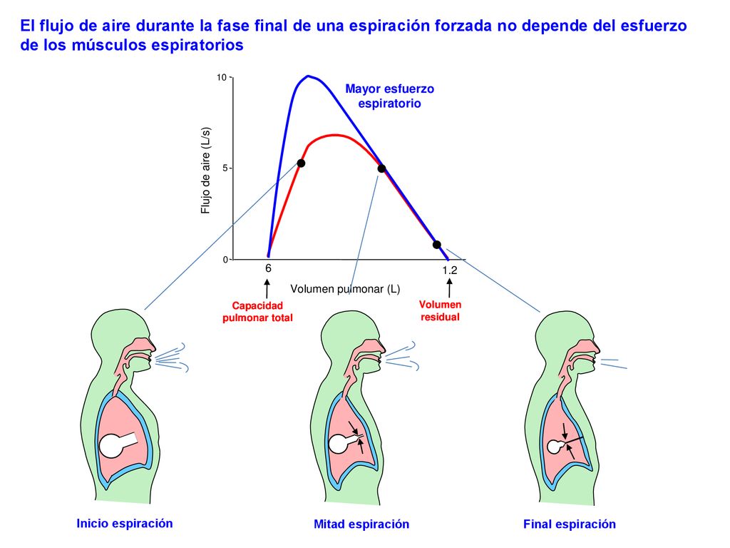 El flujo de aire durante la fase final de una espiración forzada no depende del esfuerzo de los músculos espiratorios