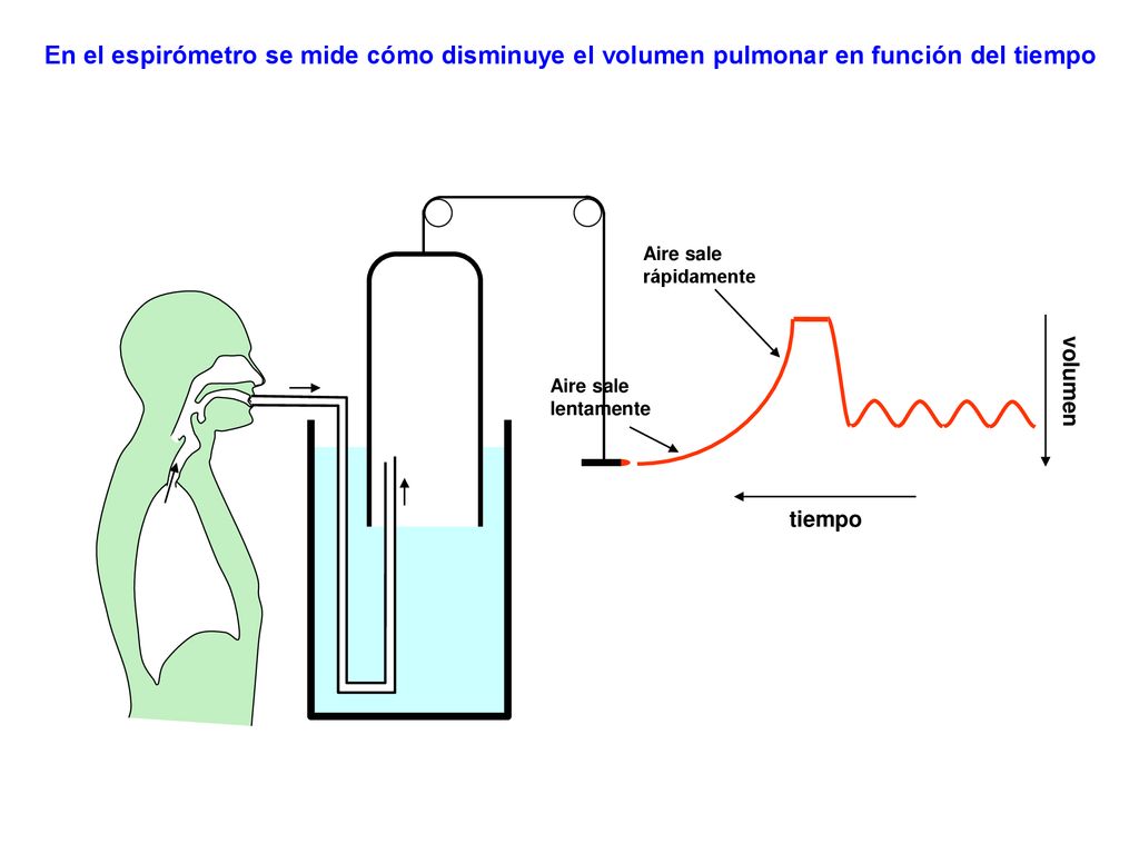 En el espirómetro se mide cómo disminuye el volumen pulmonar en función del tiempo