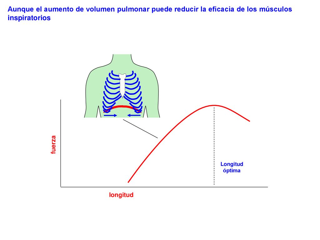 Aunque el aumento de volumen pulmonar puede reducir la eficacia de los músculos inspiratorios