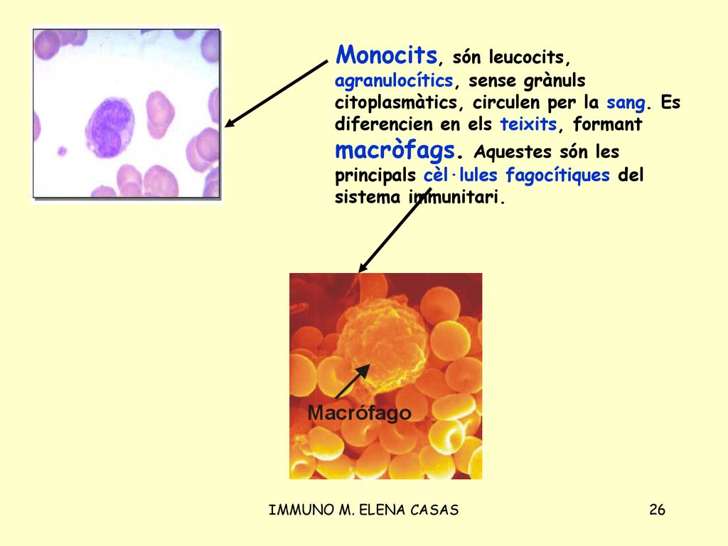 Monocits, són leucocits, agranulocítics, sense grànuls citoplasmàtics, circulen per la sang. Es diferencien en els teixits, formant macròfags. Aquestes són les principals cèl·lules fagocítiques del sistema immunitari.