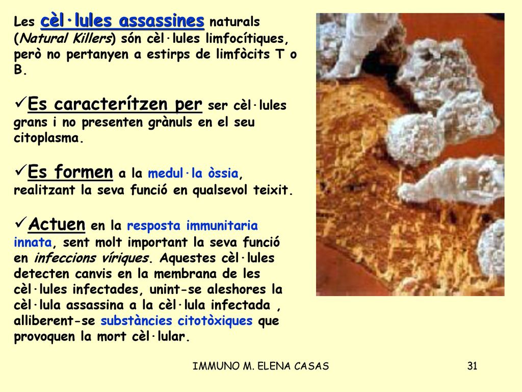 Les cèl·lules assassines naturals (Natural Killers) són cèl·lules limfocítiques, però no pertanyen a estirps de limfòcits T o B.