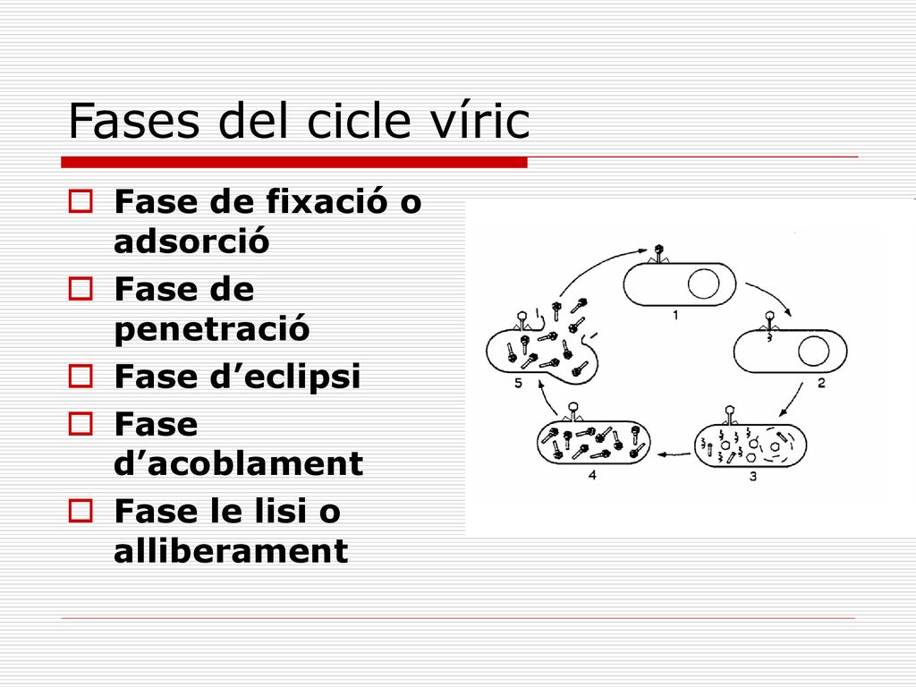 Fases del cicle víric Fase de fixació o adsorció Fase de penetració