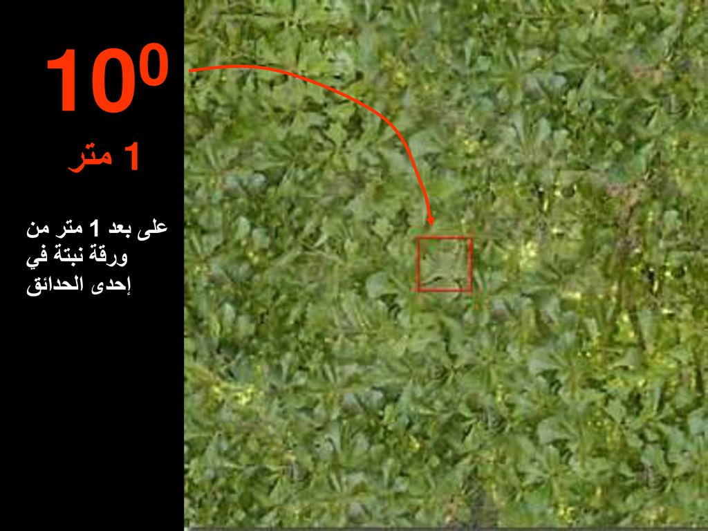 100 متر1 على بعد 1 متر من ورقة نبتة في إحدى الحدائق