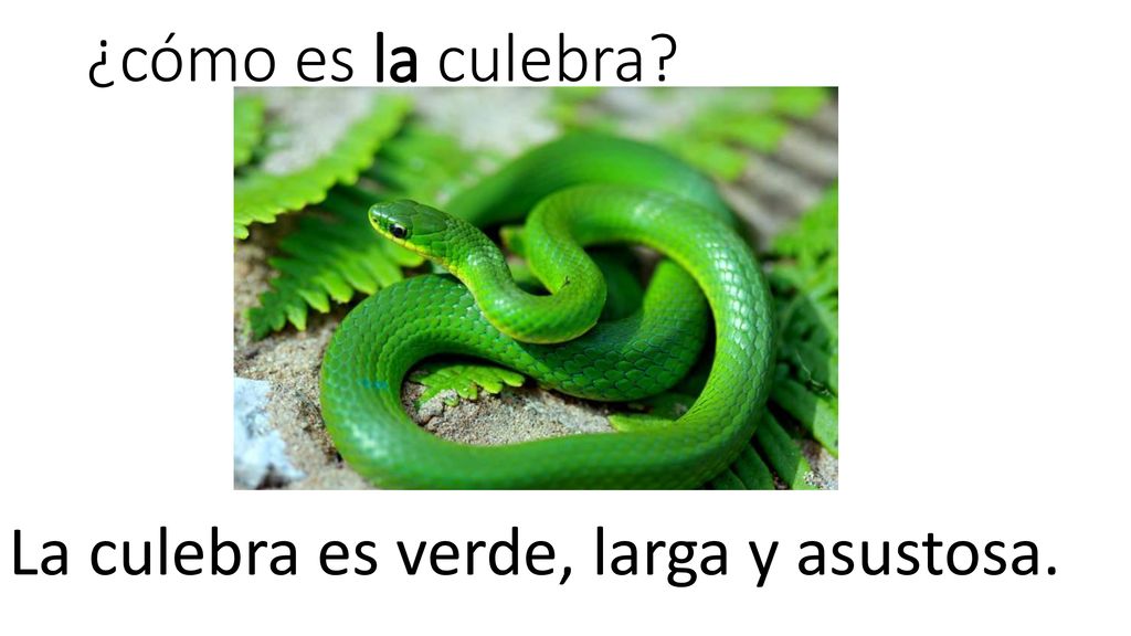 ¿cómo es la culebra La culebra es verde, larga y asustosa.
