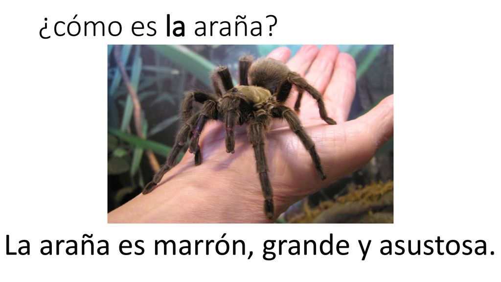 ¿cómo es la araña La araña es marrón, grande y asustosa.