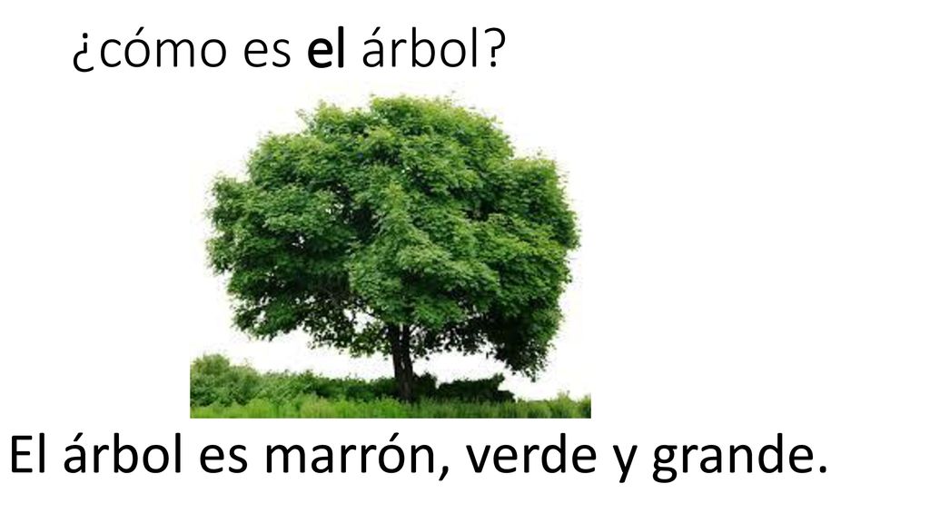 ¿cómo es el árbol El árbol es marrón, verde y grande.