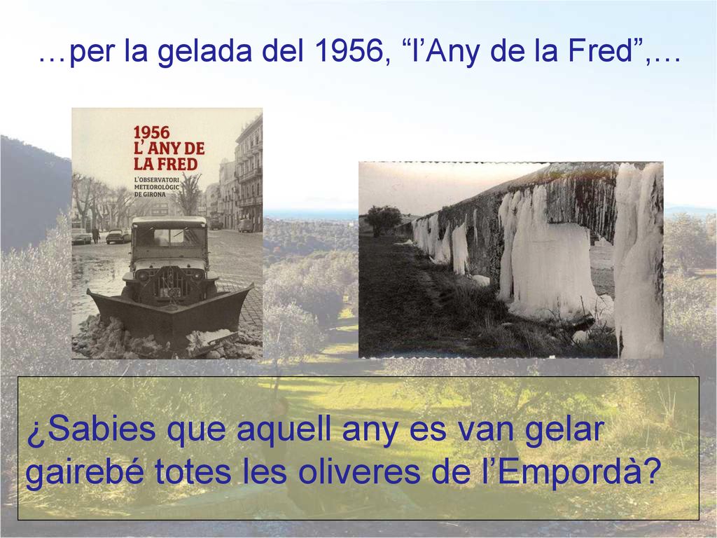…per la gelada del 1956, l’Any de la Fred ,…
