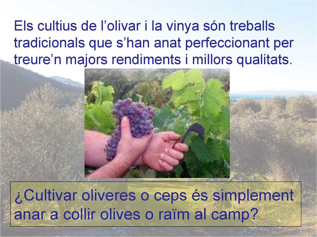 Els cultius de l’olivar i la vinya són treballs tradicionals que s’han anat perfeccionant per treure’n majors rendiments i millors qualitats.