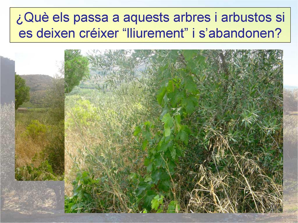 ¿Què els passa a aquests arbres i arbustos si es deixen créixer lliurement i s’abandonen