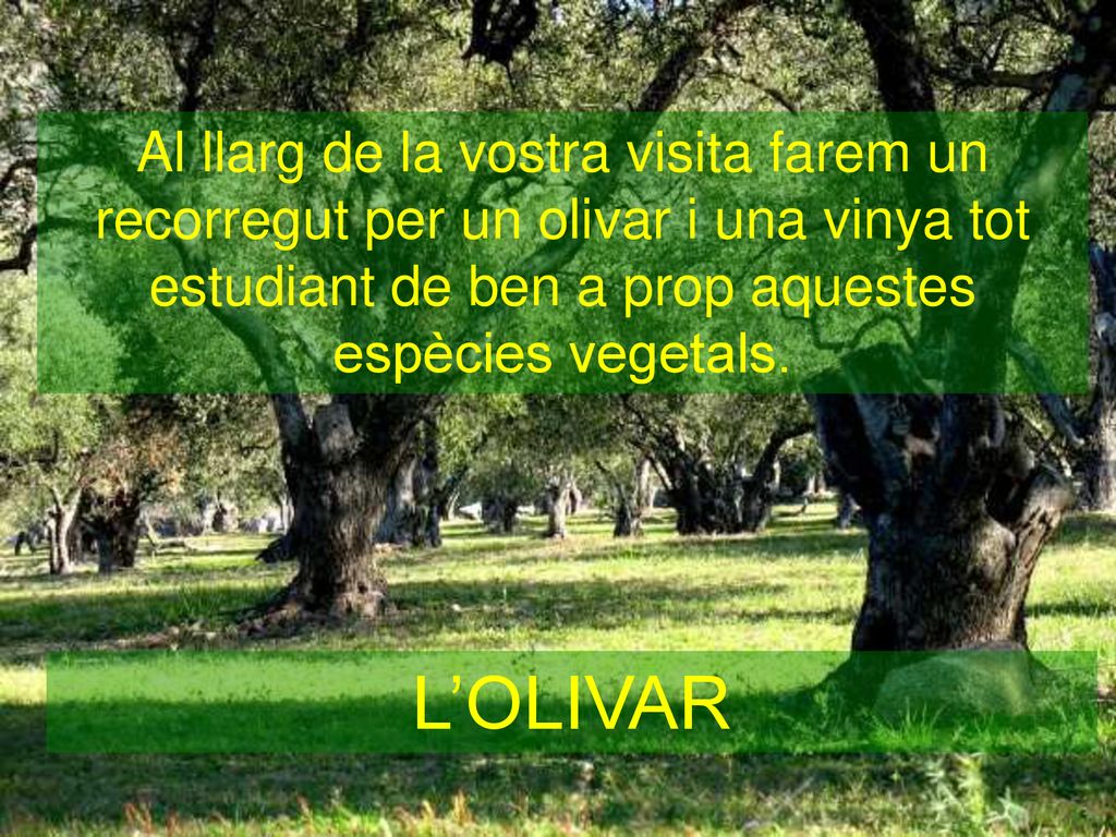Al llarg de la vostra visita farem un recorregut per un olivar i una vinya tot estudiant de ben a prop aquestes espècies vegetals.