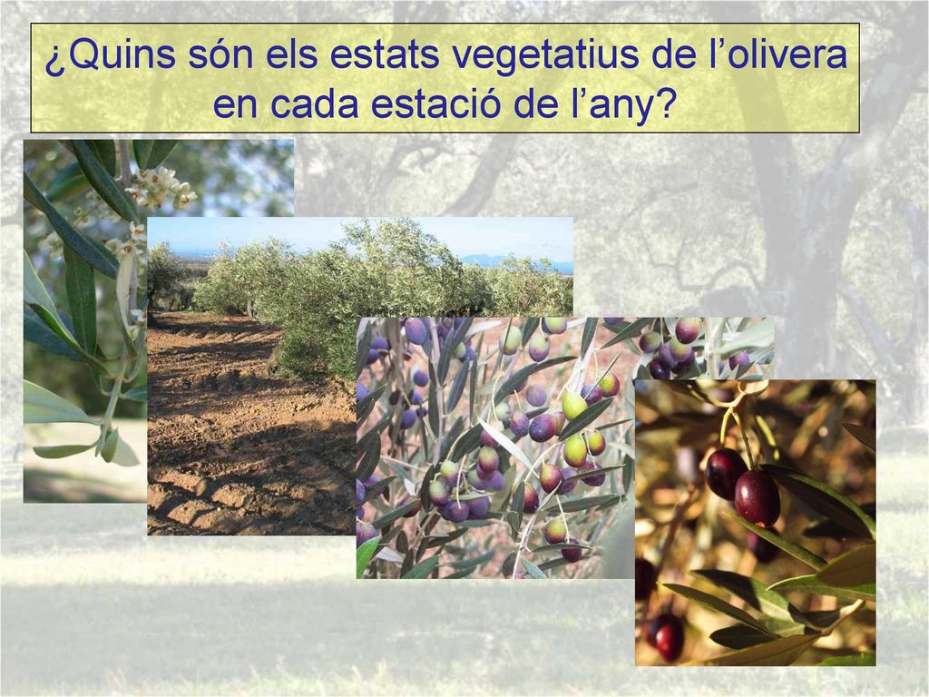 ¿Quins són els estats vegetatius de l’olivera en cada estació de l’any