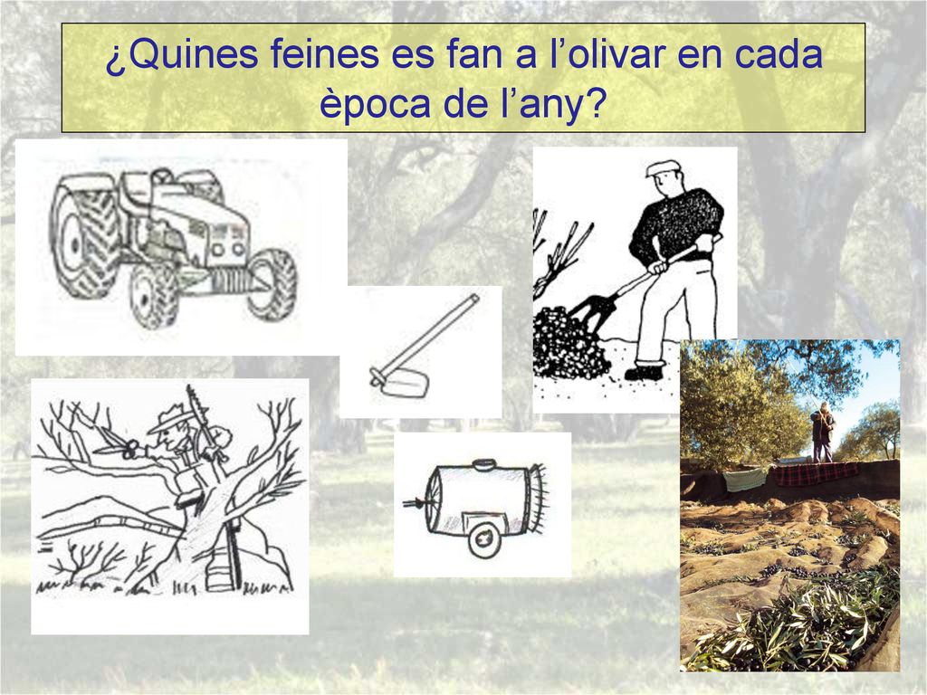 ¿Quines feines es fan a l’olivar en cada època de l’any