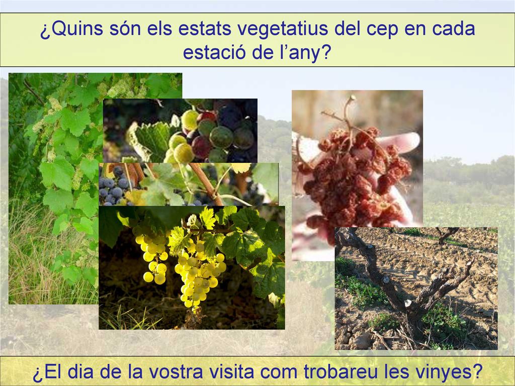 ¿Quins són els estats vegetatius del cep en cada estació de l’any