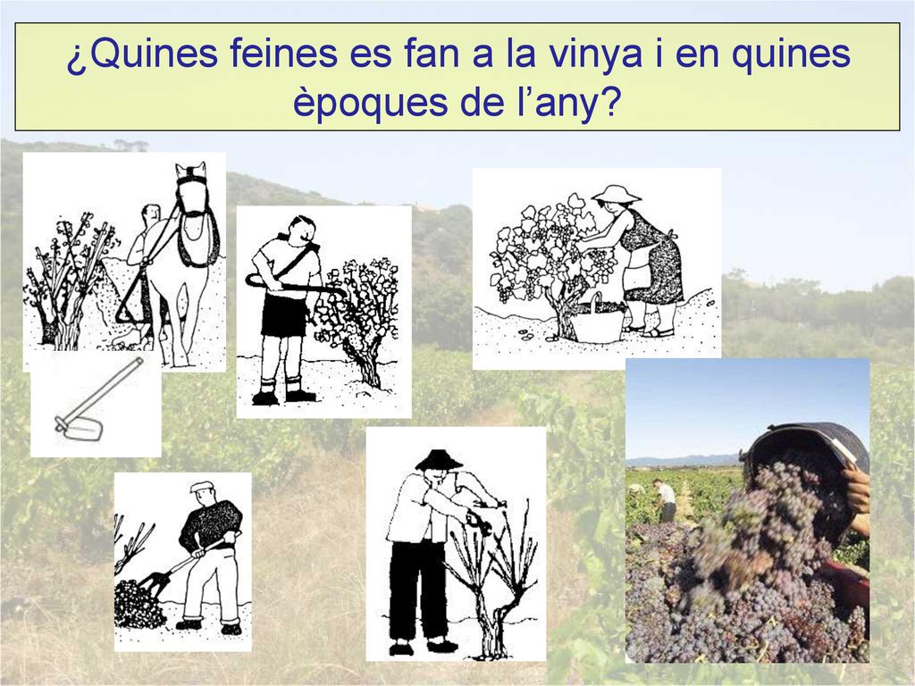 ¿Quines feines es fan a la vinya i en quines èpoques de l’any