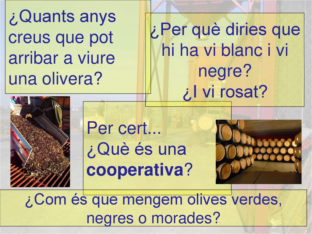 ¿Quants anys creus que pot arribar a viure una olivera