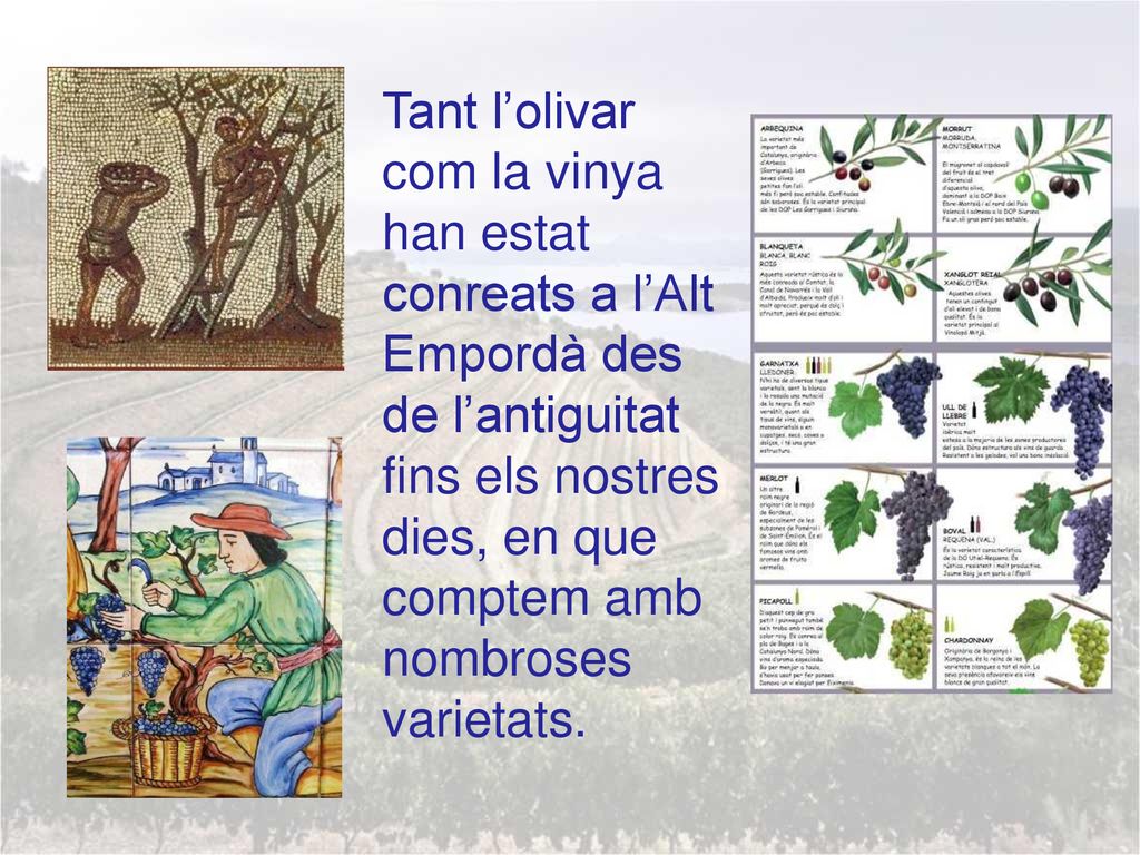 Tant l’olivar com la vinya han estat conreats a l’Alt Empordà des de l’antiguitat fins els nostres dies, en que comptem amb nombroses varietats.