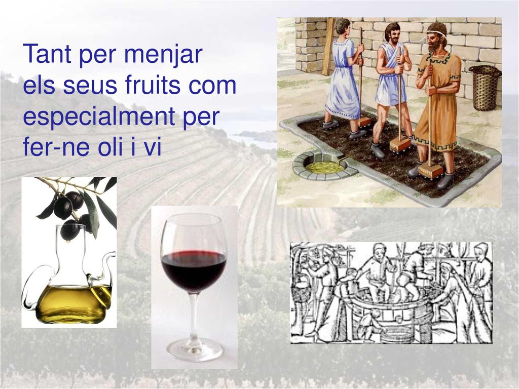 Tant per menjar els seus fruits com especialment per fer-ne oli i vi
