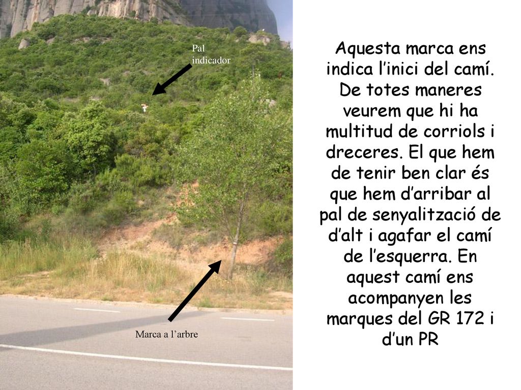 Pal indicador Marca a l’arbre.