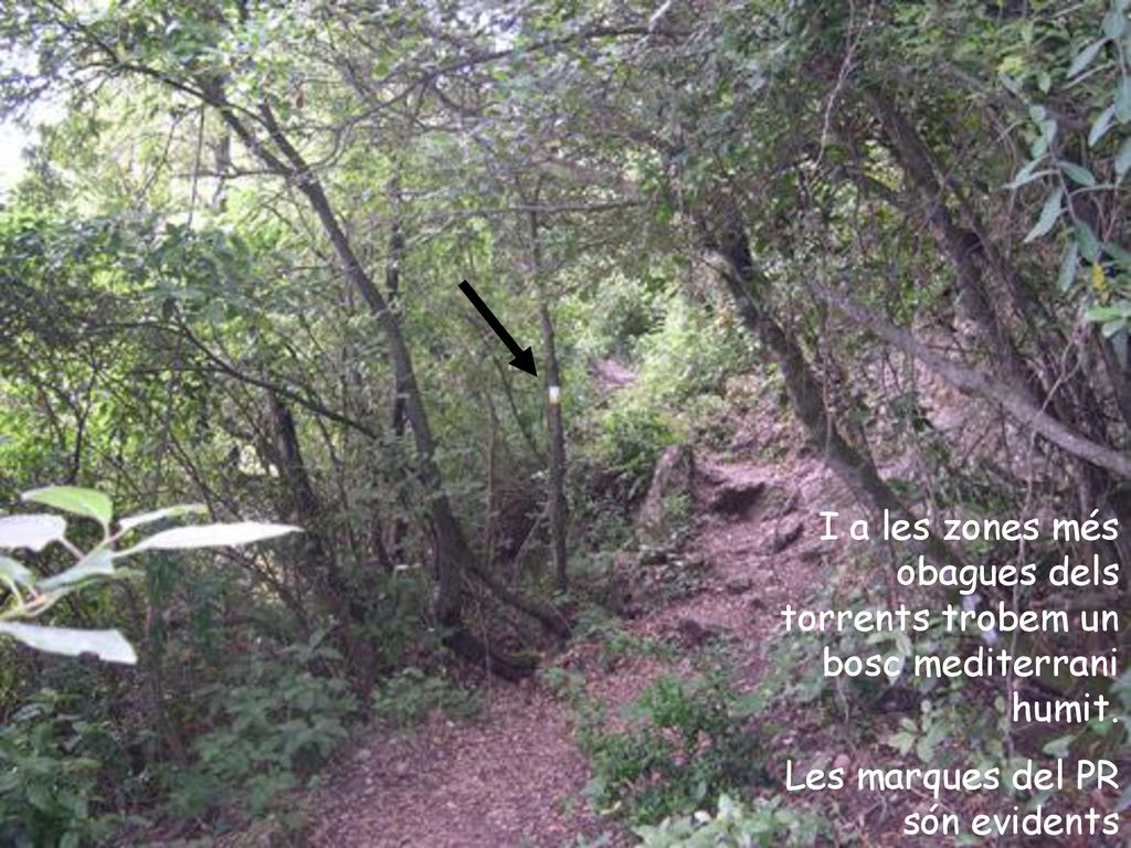 I a les zones més obagues dels torrents trobem un bosc mediterrani humit.