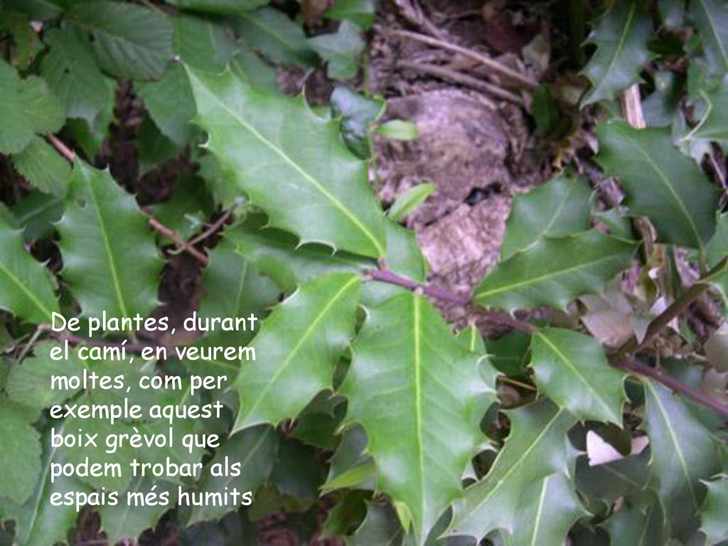 De plantes, durant el camí, en veurem moltes, com per exemple aquest boix grèvol que podem trobar als espais més humits
