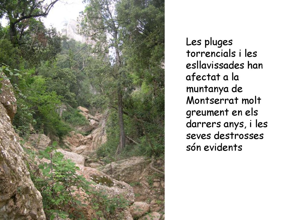 Les pluges torrencials i les esllavissades han afectat a la muntanya de Montserrat molt greument en els darrers anys, i les seves destrosses són evidents