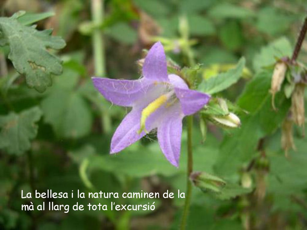 La bellesa i la natura caminen de la mà al llarg de tota l’excursió
