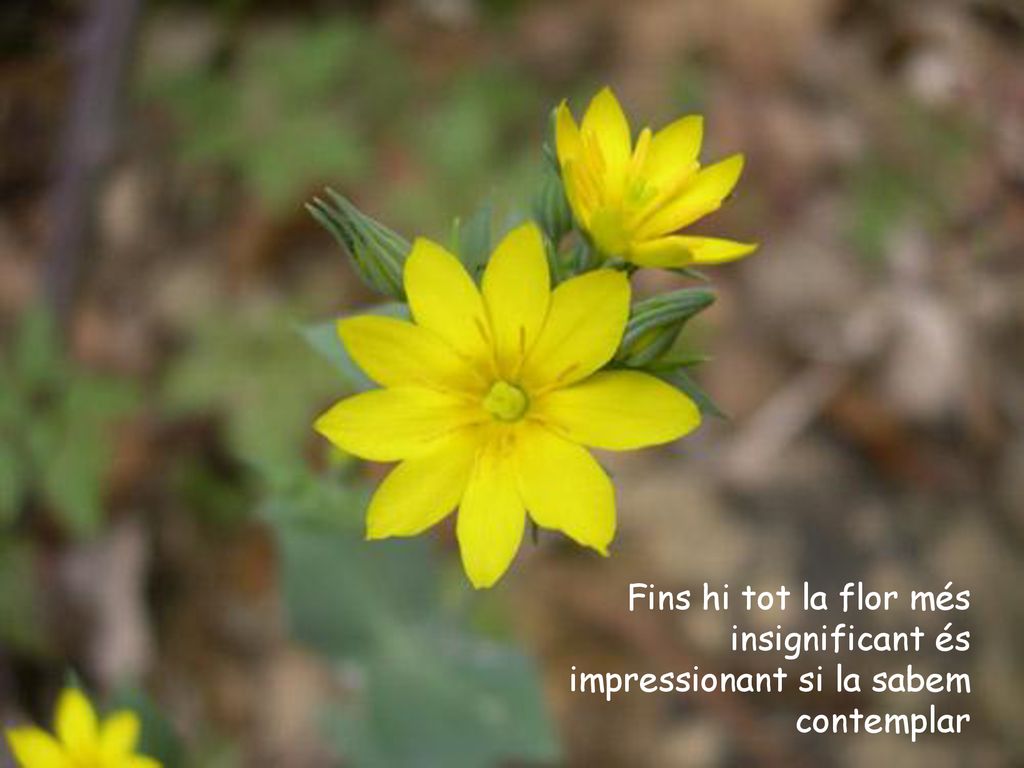 Fins hi tot la flor més insignificant és impressionant si la sabem contemplar