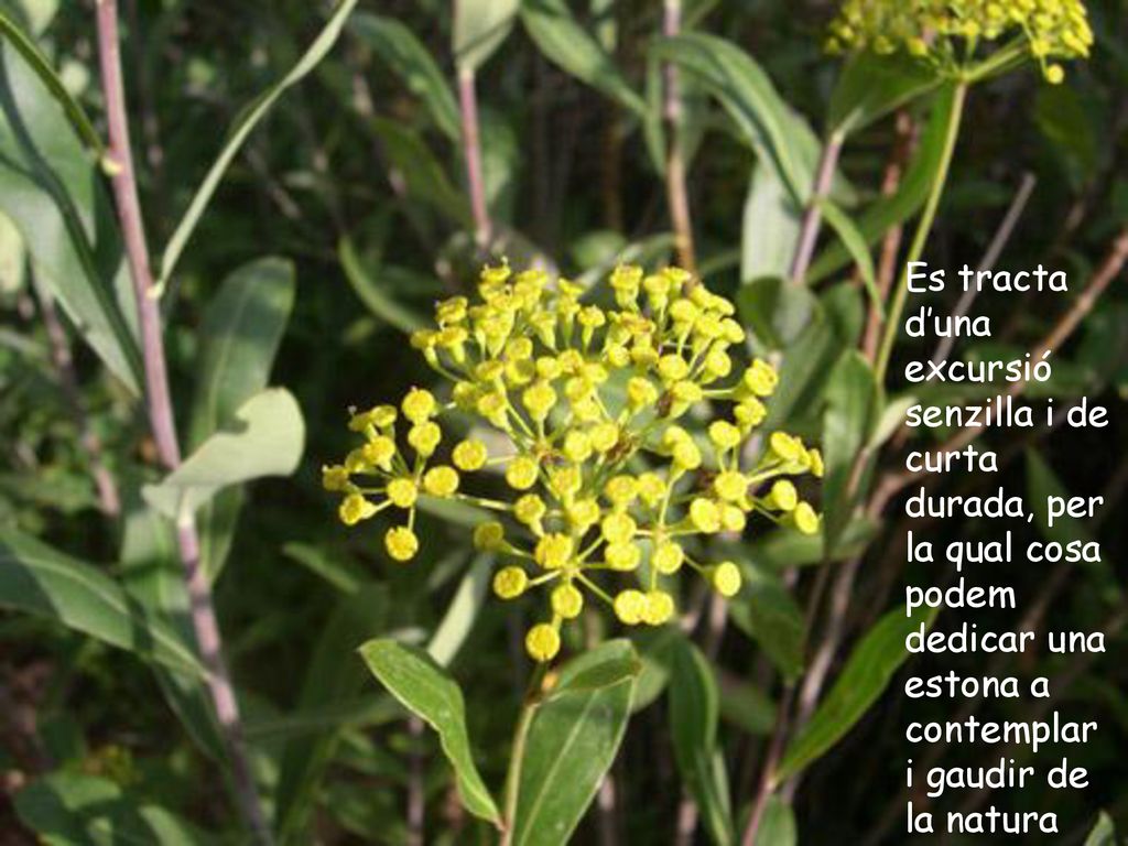 Es tracta d’una excursió senzilla i de curta durada, per la qual cosa podem dedicar una estona a contemplar i gaudir de la natura