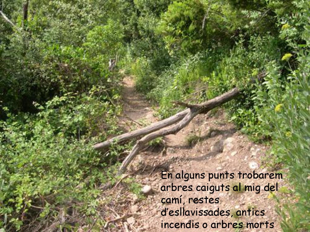 En alguns punts trobarem arbres caiguts al mig del camí, restes d’esllavissades, antics incendis o arbres morts