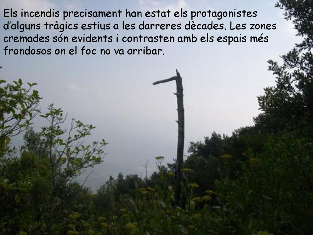 Els incendis precisament han estat els protagonistes d’alguns tràgics estius a les darreres dècades.
