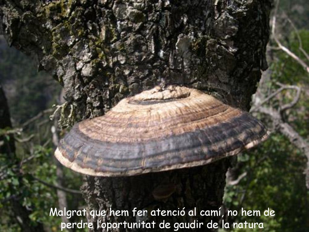 Malgrat que hem fer atenció al camí, no hem de perdre l’oportunitat de gaudir de la natura