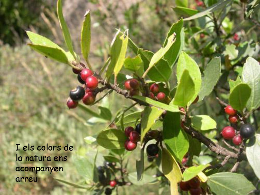 I els colors de la natura ens acompanyen arreu