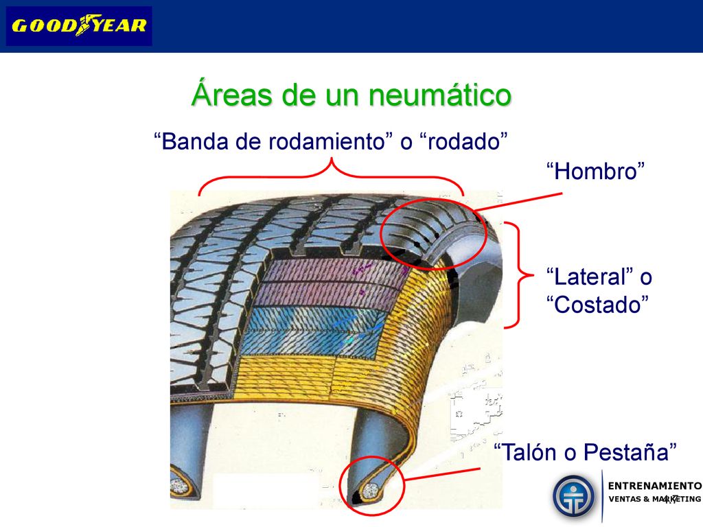 Áreas de un neumático Banda de rodamiento o rodado Hombro